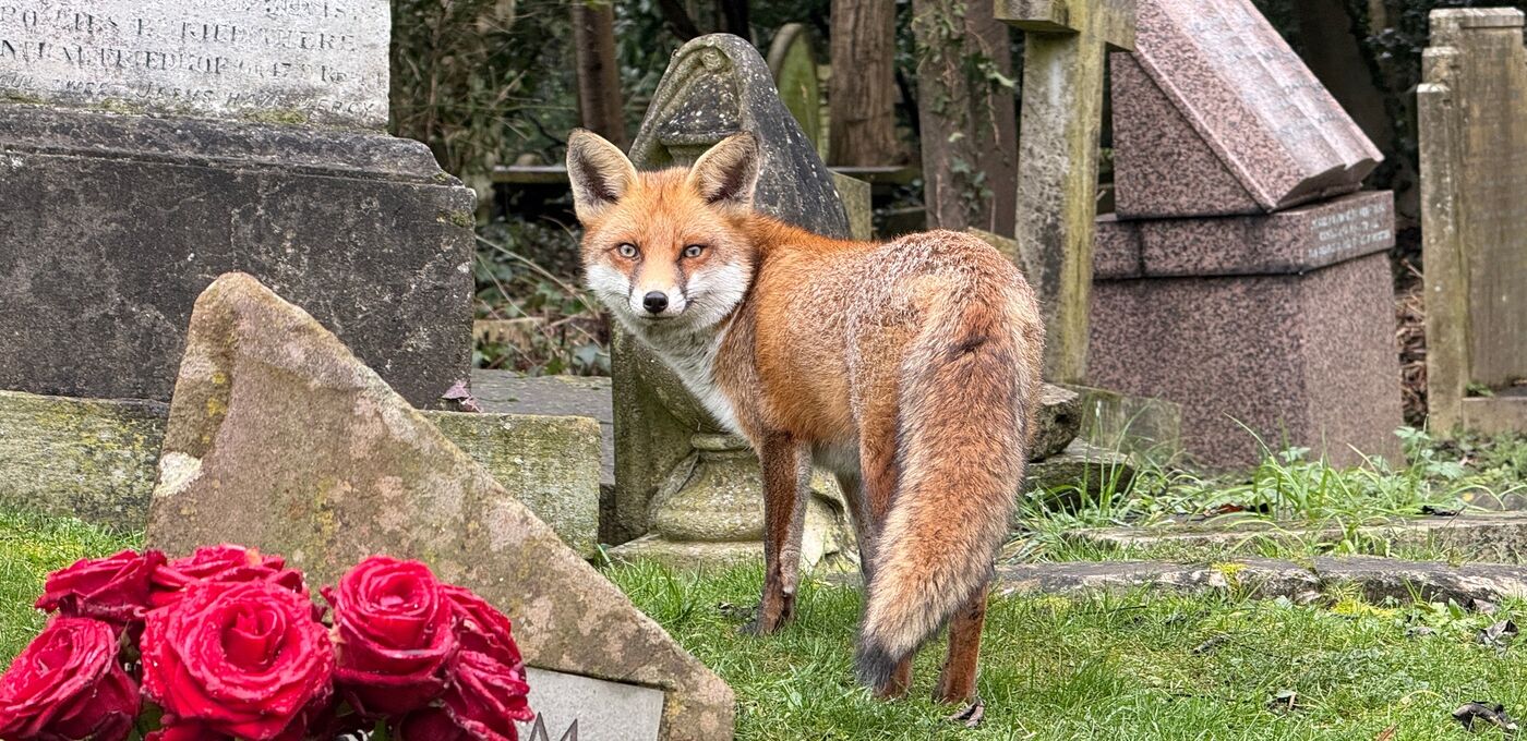 Fuchs auf Friedhof in London