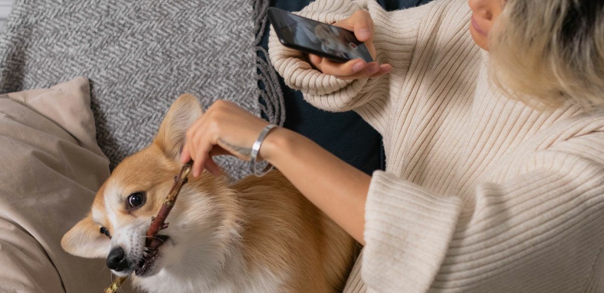 Frau macht ein Handy-Foto von einem Hund mit Stock im Maul