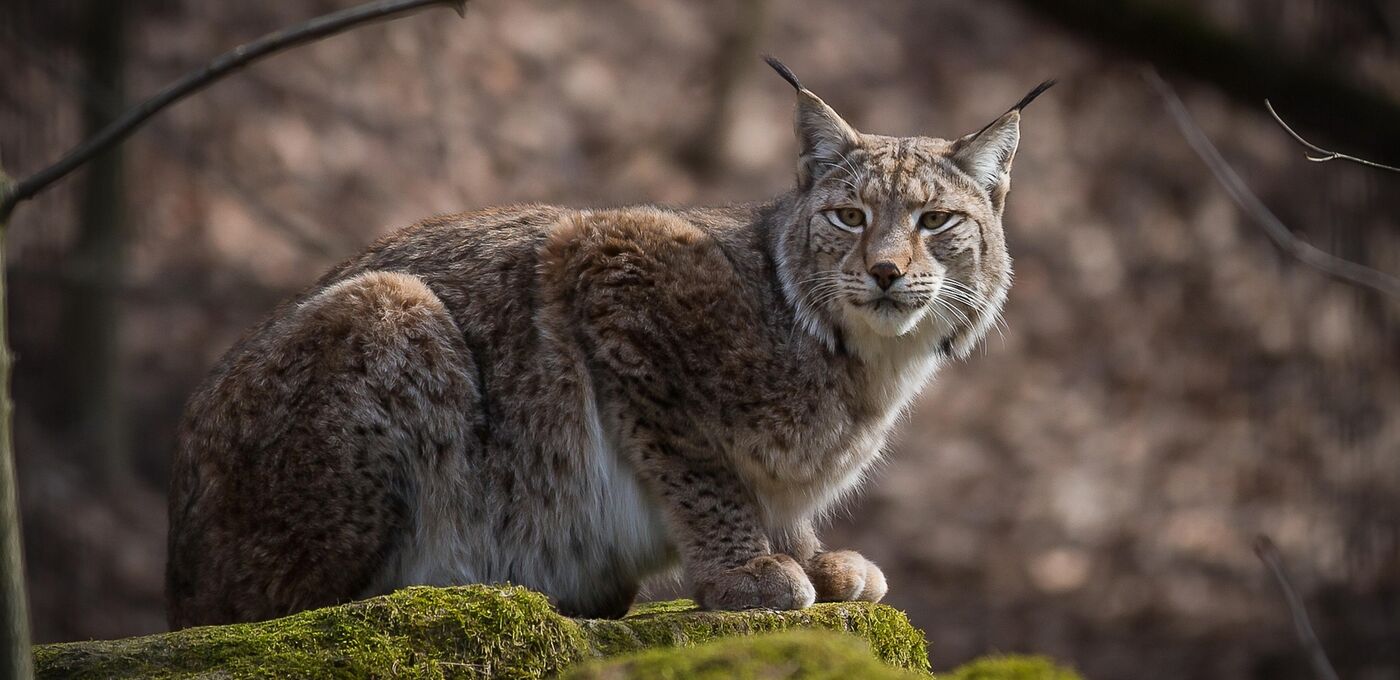 Luchs