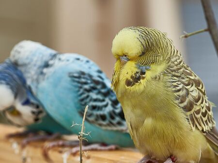 Standardwellensittich