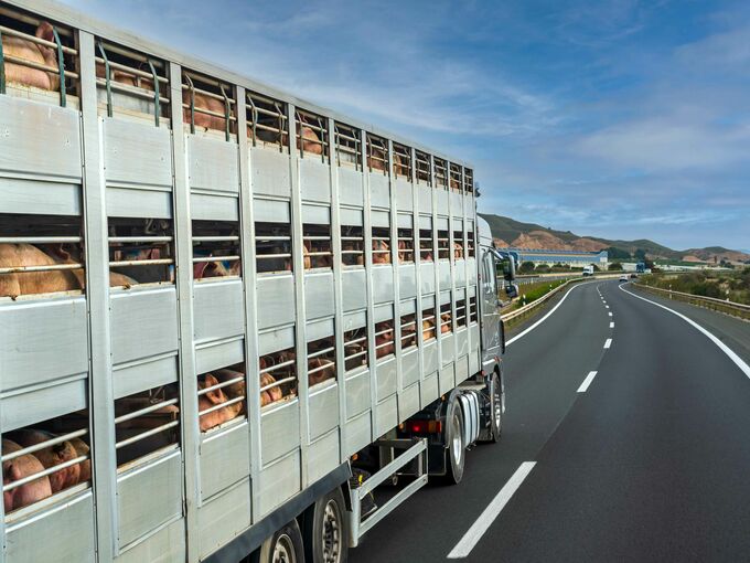 Schweinetransport