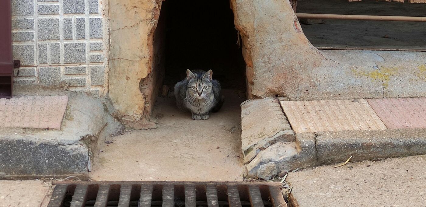 Straßenkatze