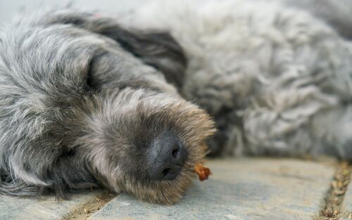 Grauer Hund am Straßenrand