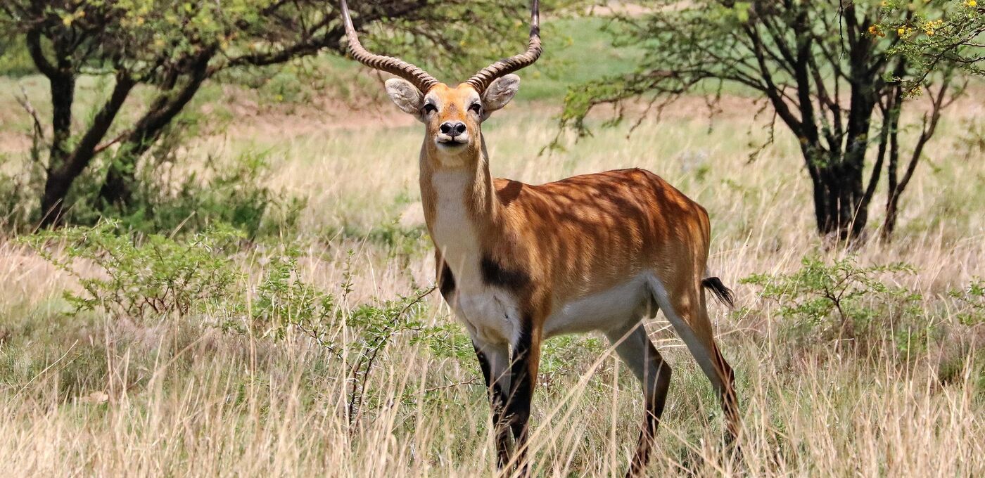 Moorantilope