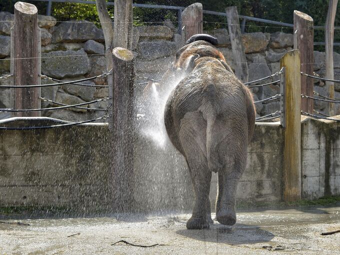 Elefant im Zoo