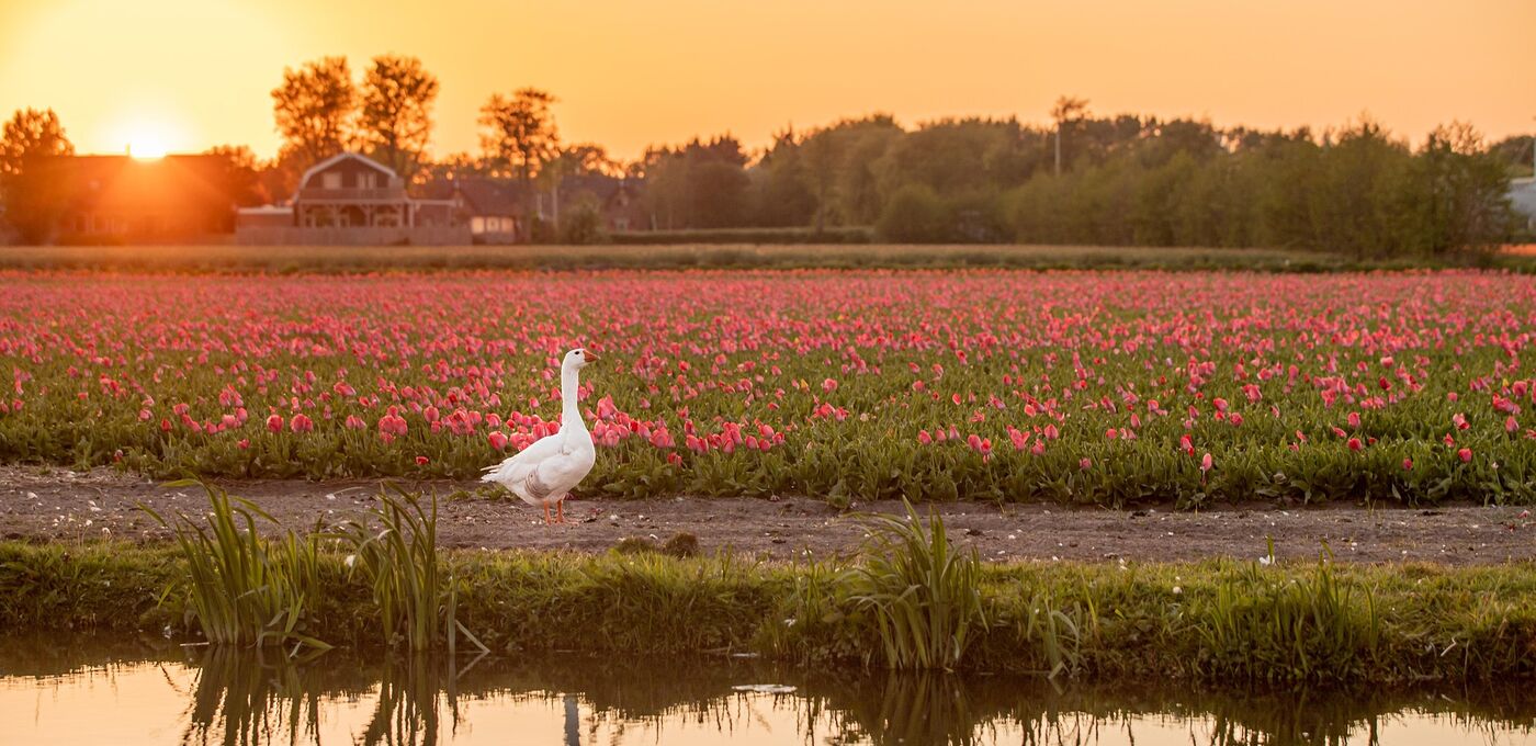 Tulpenfeld mit Gans