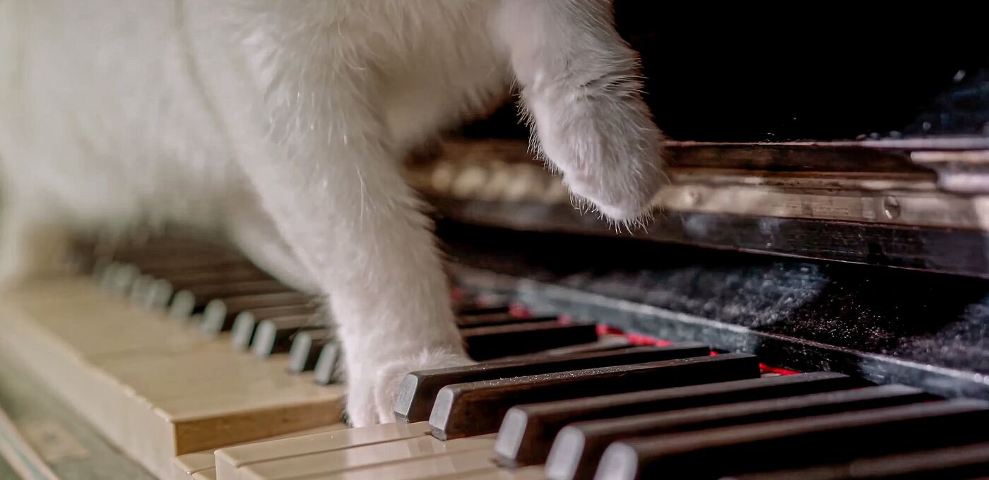 Katze auf Klavier