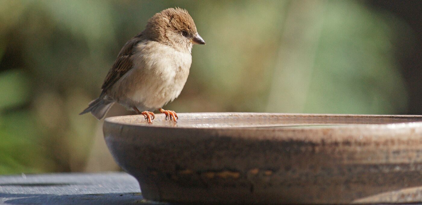 Spatz Wasserschale