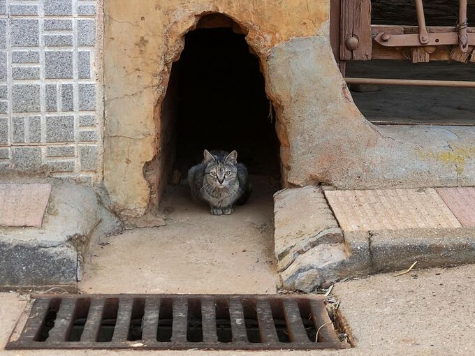 Straßenkatze