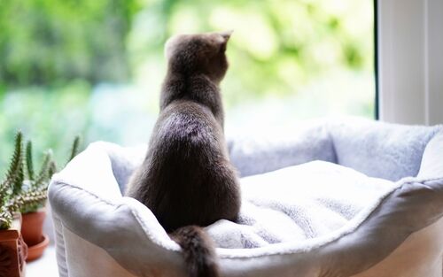 Wartende Katze am Fenster