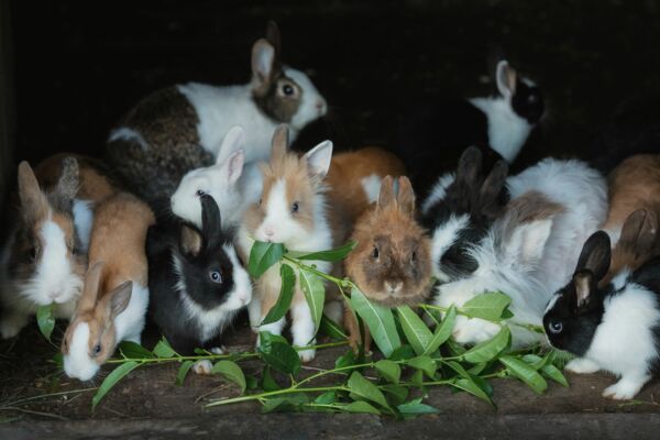 Mehrere Kaninchen fressen gemeinsam