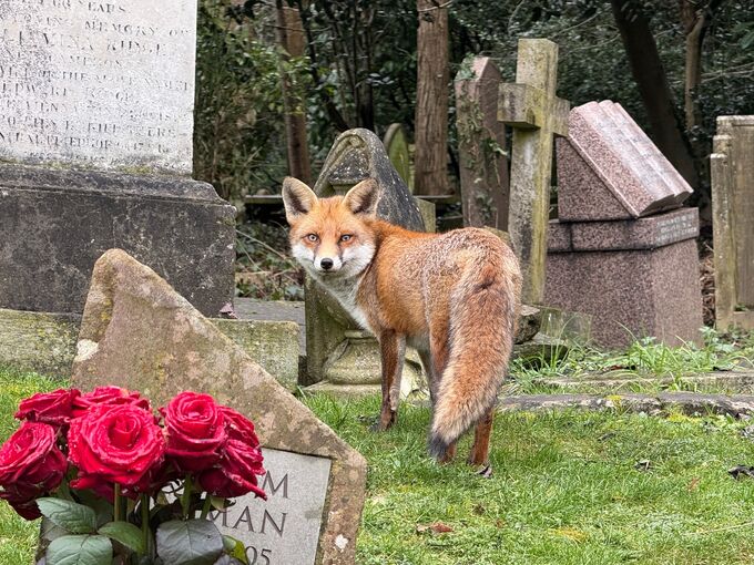 Fuchs auf Friedhof in London
