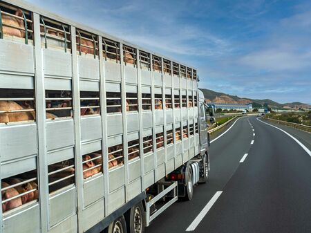 Schweinetransport