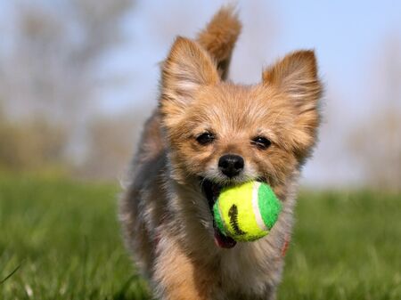 Hund mit Ball