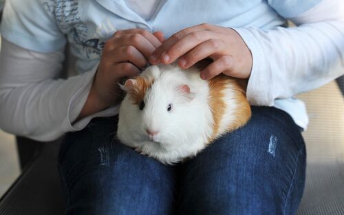 Kind mit Meerschweinchen auf dem Schoß