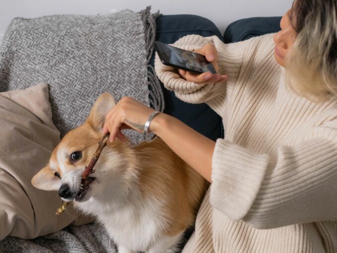 Frau macht ein Handy-Foto von einem Hund mit Stock im Maul